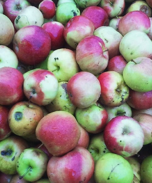 Carjevič – starodavna sorta jabolk, ki ostaja kralj med jesenskimi sadeži