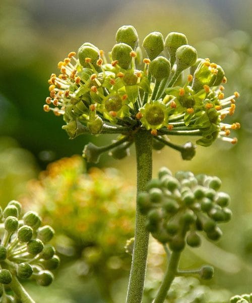 Divje čebele in ose so v teh dneh našle novo sladkarijo – cvetoči bršljan