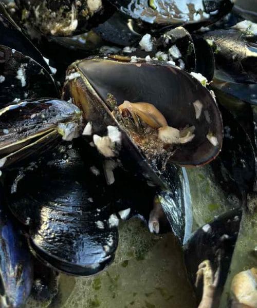 Dagnje na buzaro – recept, postopek in skrivnosti za popoln okus
