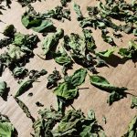 Sušenje bazilike na soncu