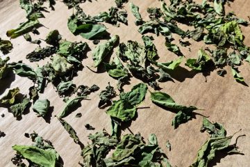 Najlepši način za sušenje zelišč brez pečice