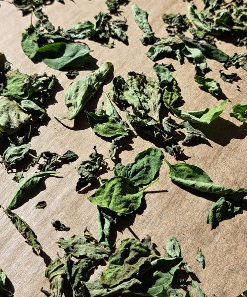 Najlepši način za sušenje zelišč brez pečice