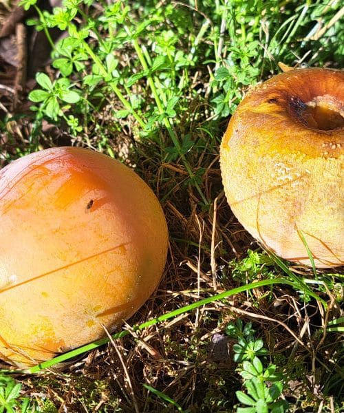 Vse to lahko naredite iz prehitro odpadlih kakijev