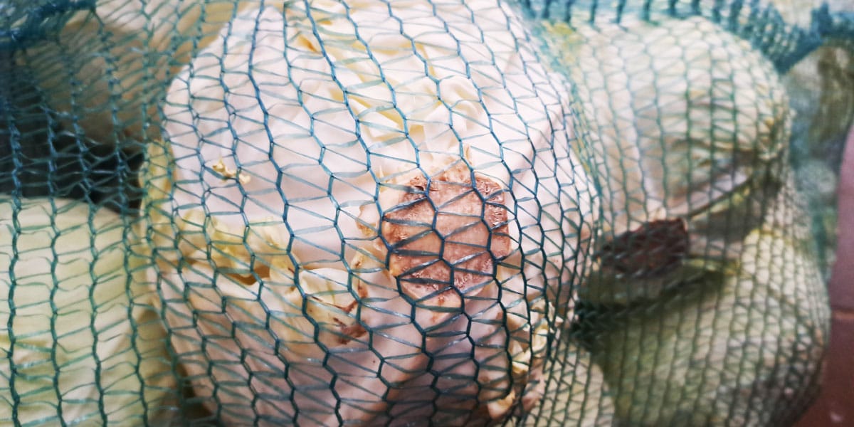 Glave zelja, kisanje