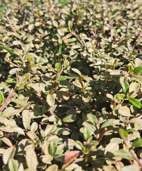 Zakaj vaš grm začne rumeneti in kako ga rešiti