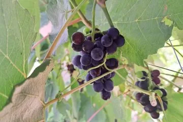 Ose so našle zrelo grozdje in sadje, a lahko jih privabite še več