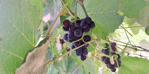 Ose so našle zrelo grozdje in sadje: s to napako jih privabite še več