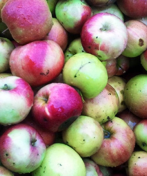 Naravni triki, ki jih pozna le narava: majhne spremembe za veliko zdravja