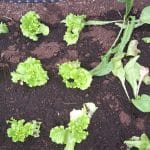 Jesenska solata, radič