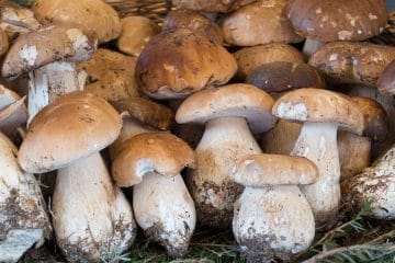Kako shraniti gobe? Lahko poskusite tudi z vlaganjem jurčkov