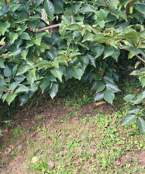 Kakiji so letos obloženi s plodovi – zakaj je zdaj pravi čas za oporo?