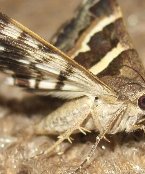 Molji v hiši: najprej poiščite to mesto, potem ukrepajte brez odlašanja