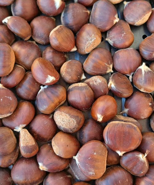 Divje kostanjevo pivo – skušnjava, ki ni za kozarec