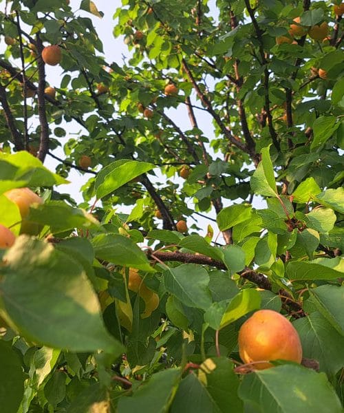 To so drevesa, ki jih Slovenci najpogosteje sadimo jeseni