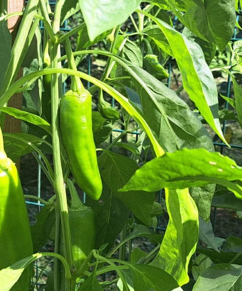 Paprike na vrtu jeseni – kako jih ohraniti še dlje v oktober?