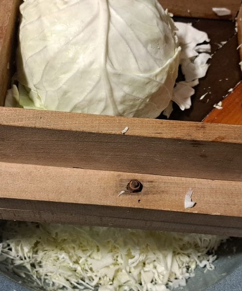 Na tri stvari morate biti pozorni, če boste ta vikend kisali zelje