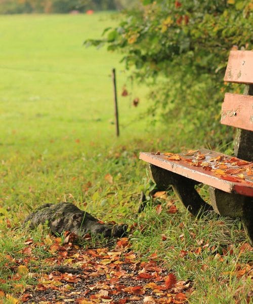 Hladen zrak z vzhoda bo prinesel prave jesenske dni – takšno vreme nas čaka: