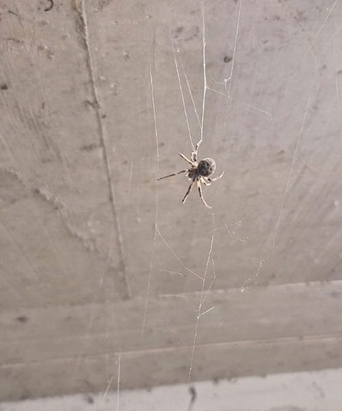 Zakaj pajkov v hiši ne bi smeli ubijati? Naravni čuvaji doma pred nadležnimi insekti