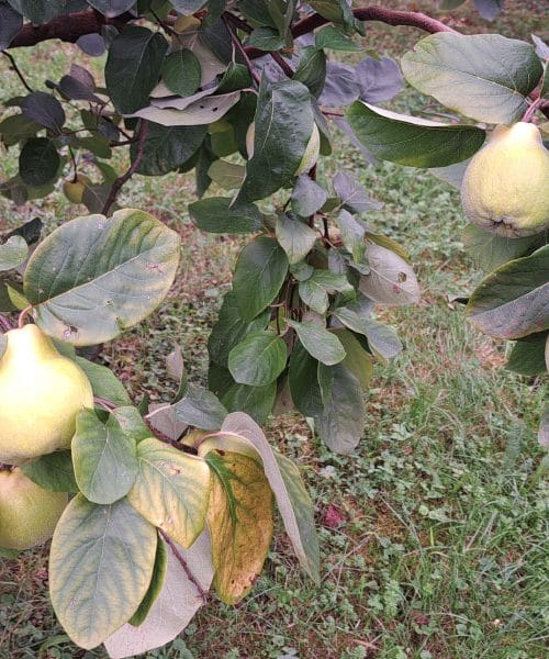 Listi kutine – pozabljeni zaklad narave, ki pomirja in krepi telo