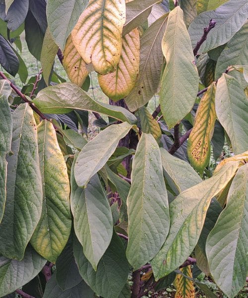 Listi asimine – skrivnostna pomoč za zdravje ali nevarnost v skodelici čaja?