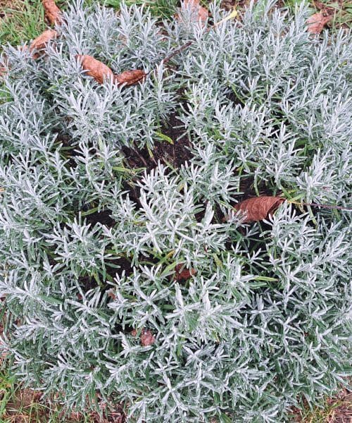 Zakaj nastanejo luknje v grmu sivke in kako jih odpraviti?