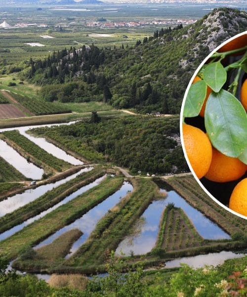 Zelene mandarine na drevesu in rumeni sadeži v naših trgovinah