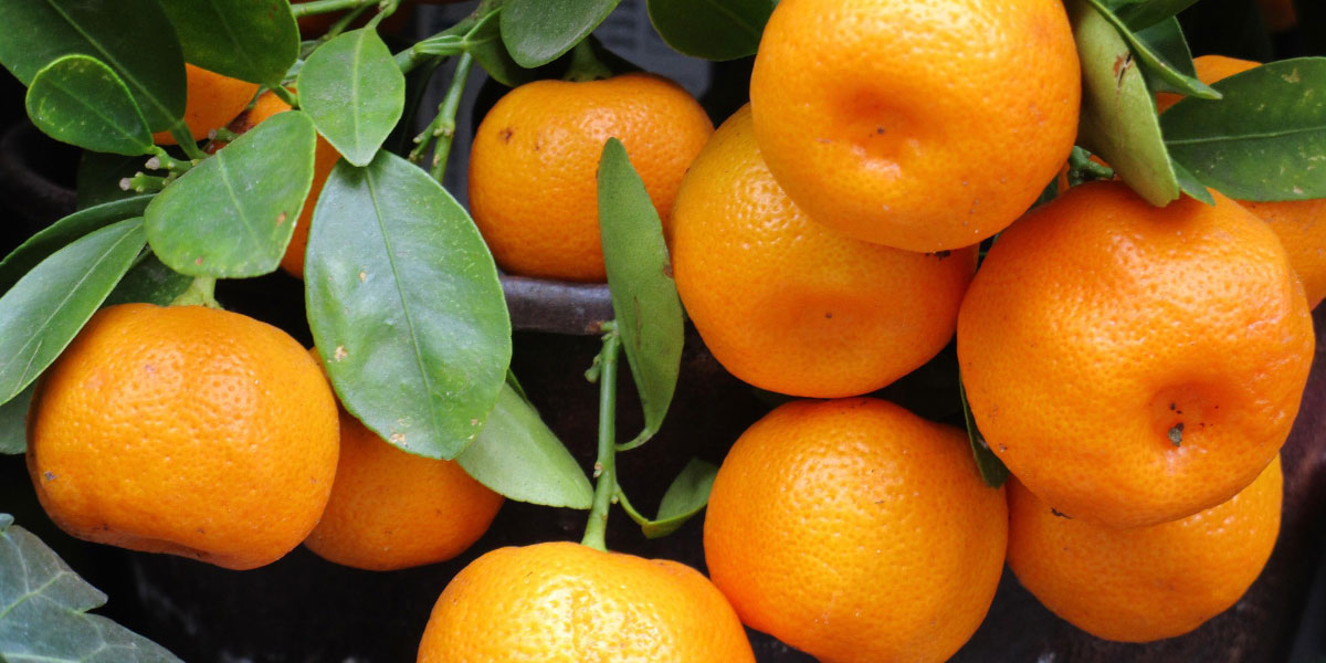 Mandarine