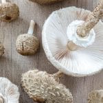 Marele, macrolepiota