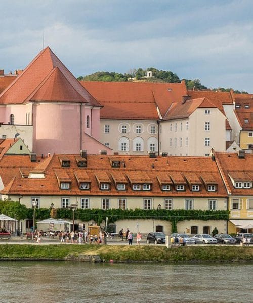 Najstarejša trta na svetu, ki še vedno rodi, raste v Mariboru