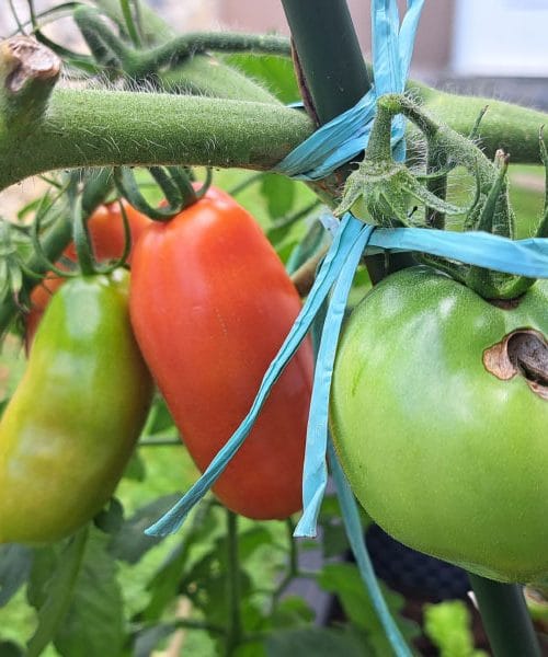 Prva jesenska megla in zeleni paradižniki – kako vpliva in kaj pomaga, da dozorijo?