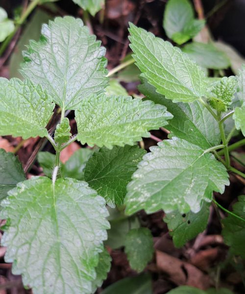 Kako najboljše shraniti meto z vrta? S tem trikom ne bo izgubila arome