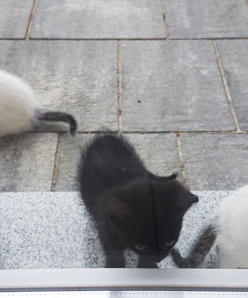 Ko se pri hiši pojavi muca z mladiči: kako ravnati, da bo prav za vse?