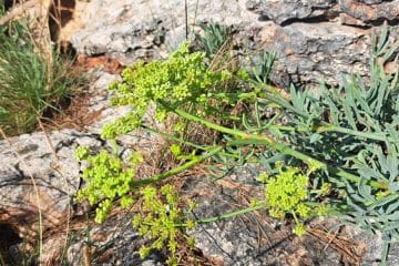Poznate motar? Ob morju raste ob kamnu, na krožniku pa preseneti z okusom