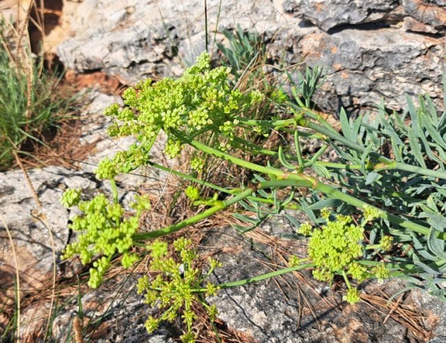 Poznate motar? Ob morju raste ob kamnu, na krožniku pa preseneti z okusom
