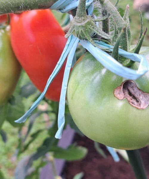 Kako preprečiti pokanje paradižnikov v naslednji sezoni?