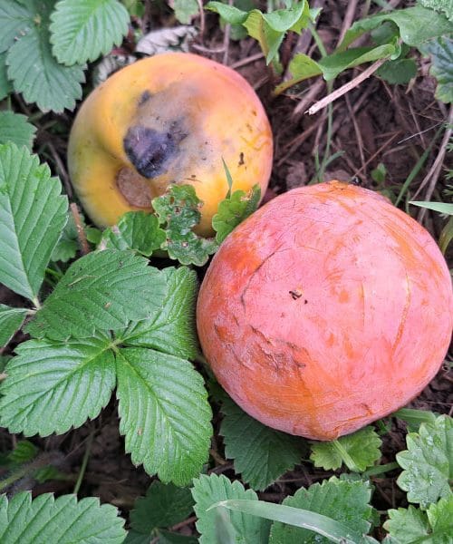 Iz prehitro odpadlih kakijev lahko pripravite okusen liker