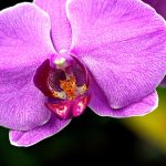 Orhideje ne cvetijo