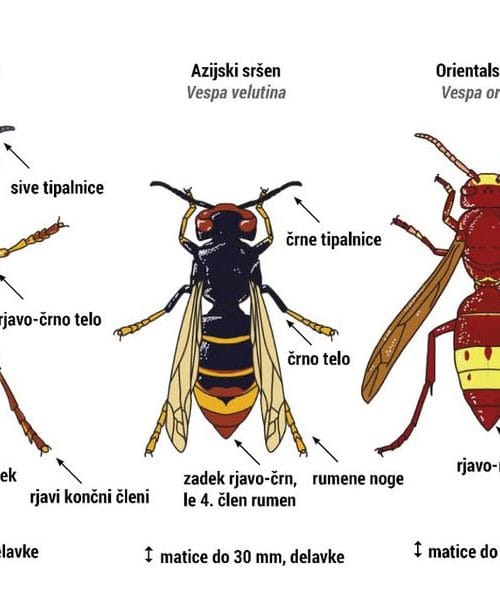 Orientalski sršen v Sloveniji – kaj to pomeni?