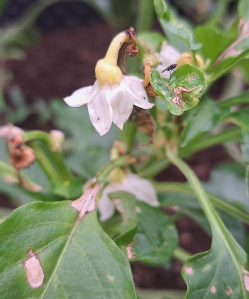 Težava, ki jo poznajo številni vrtičkarji: Ko paprika odvrže cvetove… Kako to preprečiti?