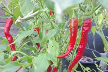 Feferoni bodo bolje rodili, če jih zdaj ne pustite povsem pri miru