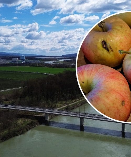 Ste vedeli, da večina slovenskih jabolk prihaja iz te pokrajine?