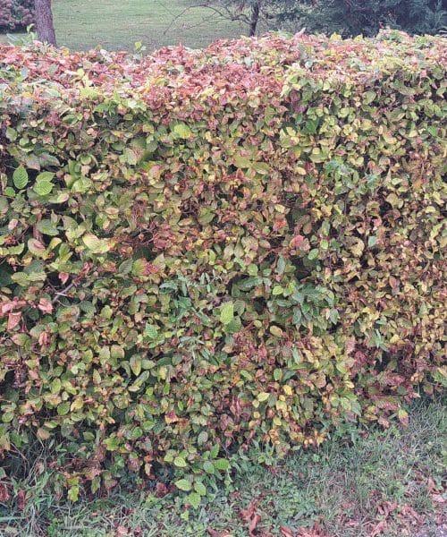 Pet razlogov, zakaj se vaša živa meja suši in kako jo rešiti