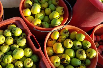 Slovenija nima Jabolčne ulice, a imamo 12 krajev z imenom po jabolku