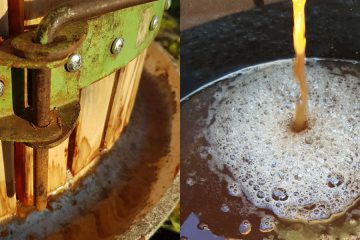 To darilo narave v sodobnem domu dela čudeže – kis