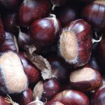 Prvi letošnji kostanj