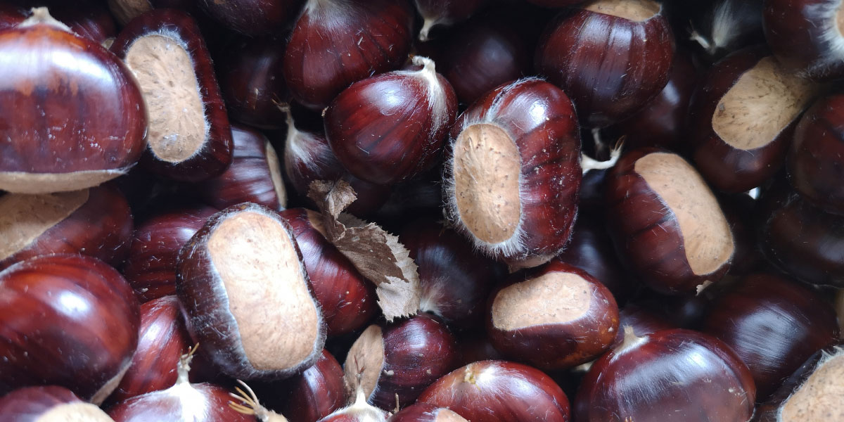 Prvi letošnji kostanj