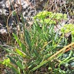 Dalmatinska rastlina, motar