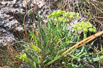 Kako konzervirati motar: preprost domač recept, ki ga velja shraniti za poletje