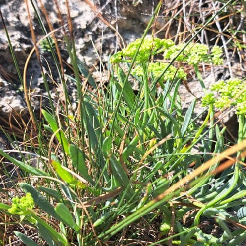 Kako konzervirati motar: preprost domač recept, ki ga velja shraniti za poletje