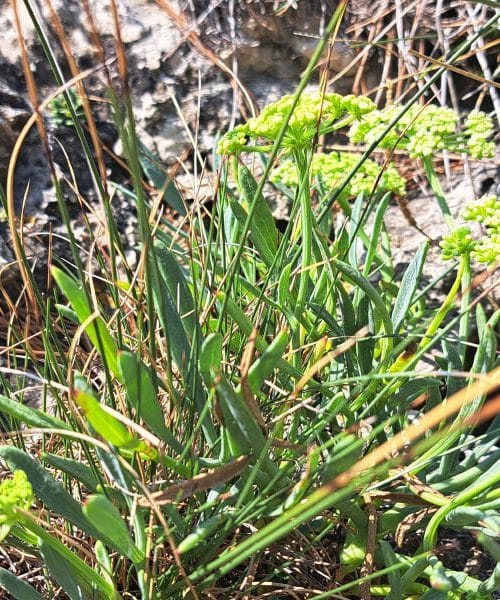 Kako konzervirati motar: preprost domač recept, ki ga velja shraniti za poletje